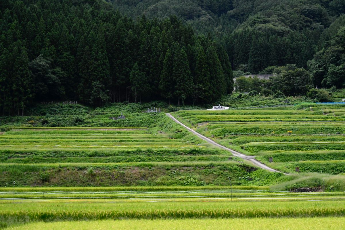 東松山市周辺の里山の風景